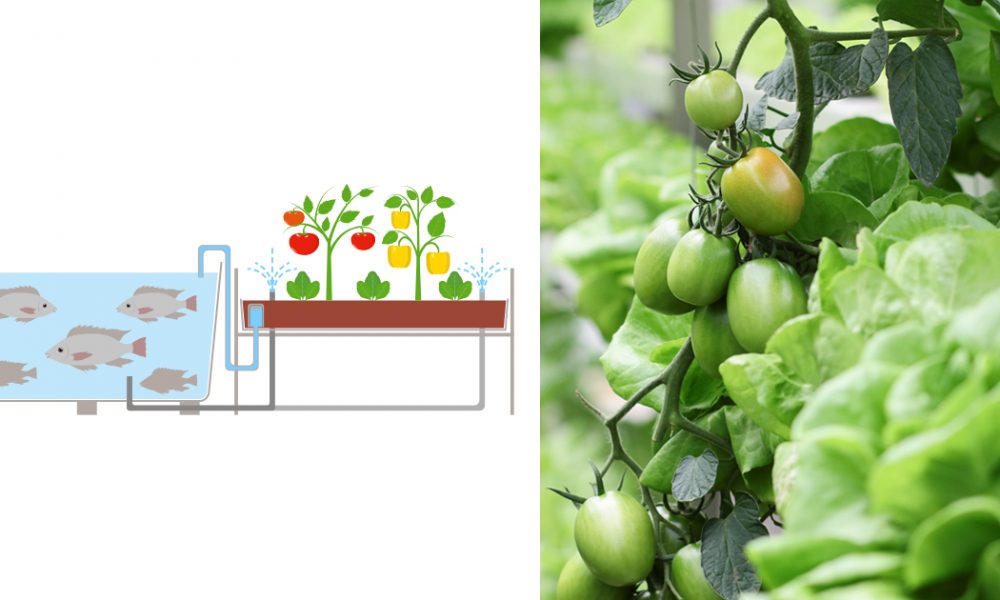 Indian Startups,Harvest Fresh Produce,Startup Stories,Hydroponics Startups,Largest Population in World,Largest Hydroponics Facilities,Aquaponic Farm in India,Future of Aquaponics in India,Hydroponic Farming,Aquaponic Agriculture