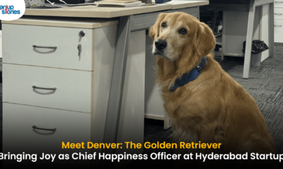 Golden Retriever in workplace