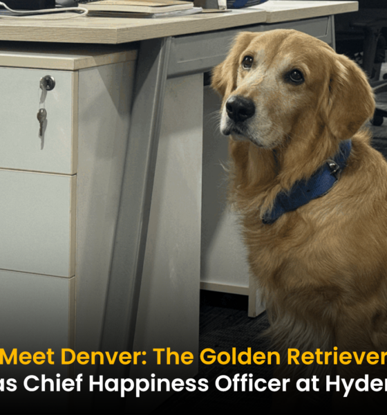 Golden Retriever in workplace
