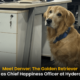 Golden Retriever in workplace