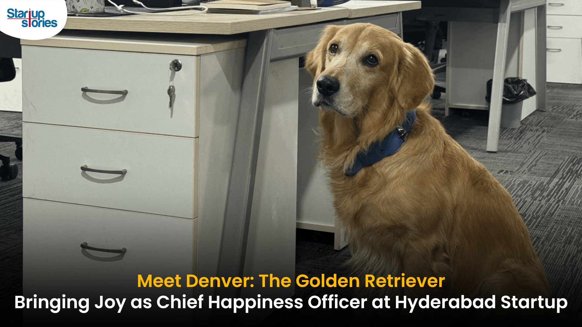 Golden Retriever in workplace